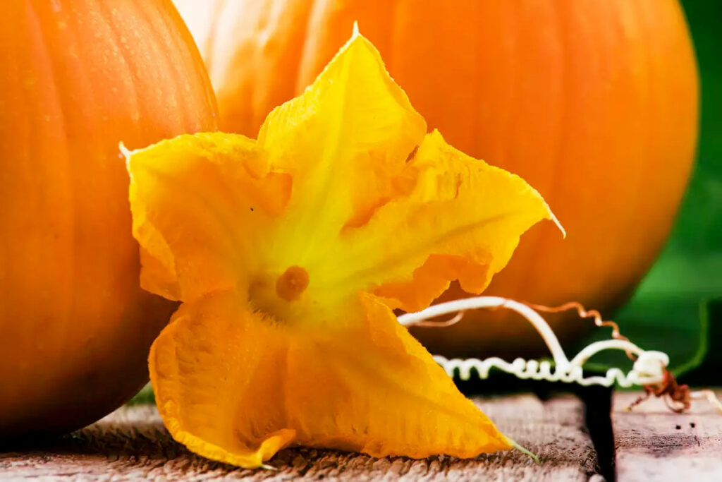 Pompoenbloem